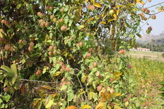 Cardiospermum canescens